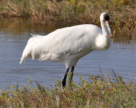 500 Endangered Whooping Cranes Have Begun Arriving In South Texas
