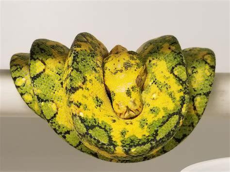 Green Tree Python Biak Snakes