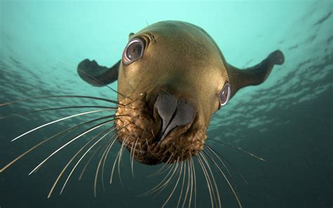 Nature Animals Seals Underwater Closeup Sea