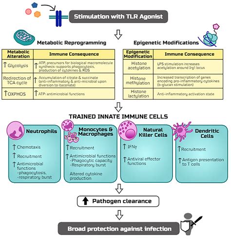 Frontiers Tlr Agonists As Mediators Of Trained Immunity Mechanistic