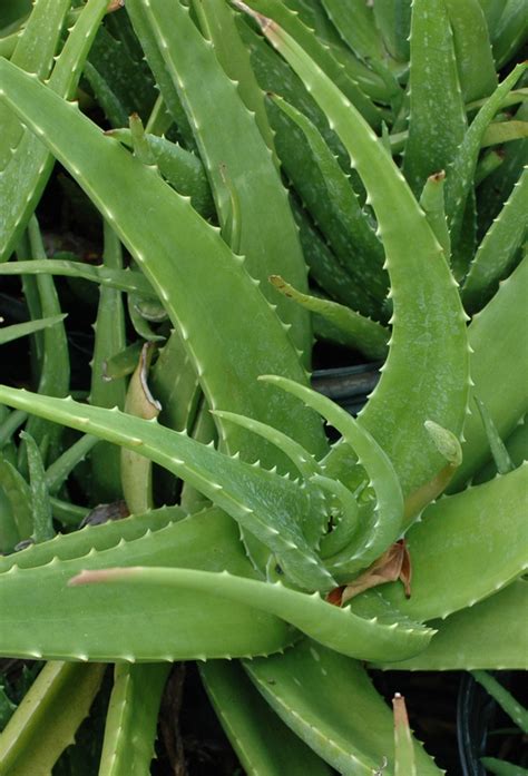 As succulents, aloe vera plants don't need much water to thrive. Common Name: Aloe | Scientific Name: Aloe Vera ...