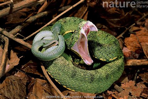 Viper Amazon Rainforest Snakes Deeper