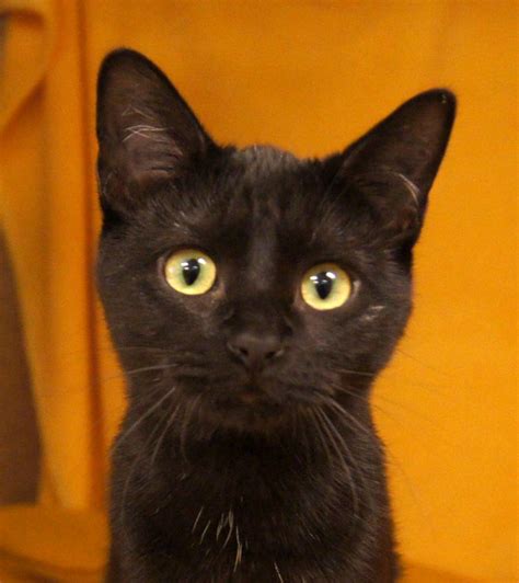 Discovering The Fascinating Black Cat Breeds
