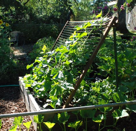 Cucumber Trellis Ladder For Growing Cucumbers In Limited Space Garp