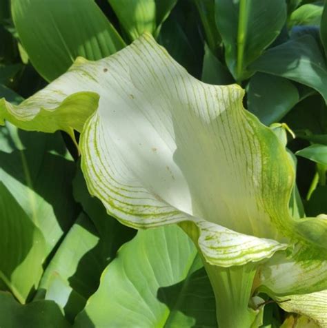 Zantedeschia Aethiopica Green Goddess Farmyard Nurseries