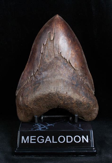 Massivesharp 576 Inch Georgia Megalodon Tooth 1656 For Sale