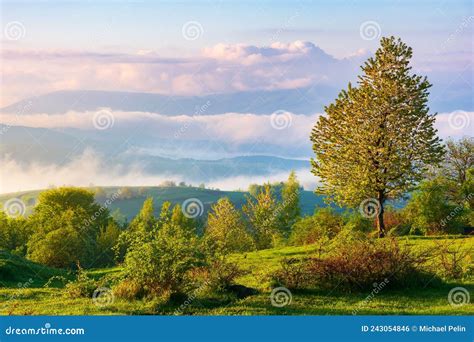 Tree On The Hillside Meadow At Sunrise Stock Photo Image Of Country