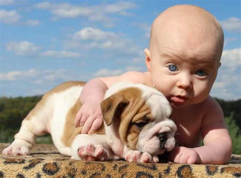 Blue bulldog ace loves lassie! Blue eyed baby with white and brown english bulldog puppy ...