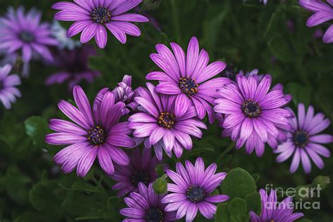 Purple Flower Osteospermum Soprano African Daisy Flower Photograph By