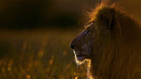 Wildlife Lion Masai Lion Fauna Africa Grass Big Cats Savanna