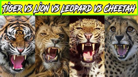 Lion Vs Tiger Vs Cheetah Vs Leopard Vs Jaguar Which Is More Strongest Wild Cat Youtube