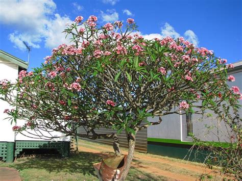 Cây sứ đại Cây công trình Vinatrees Plumeria rubra Plumeria Pink plumeria