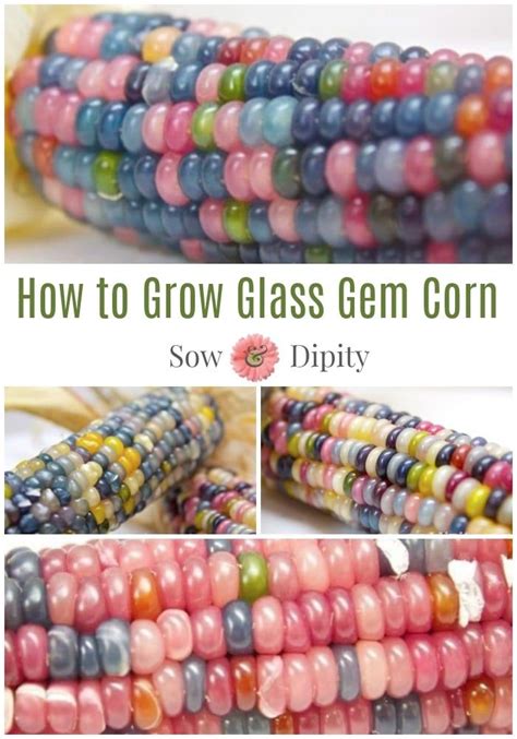 Glass Gem Corn How To Grow And Use It Growing Corn Growing Fruit
