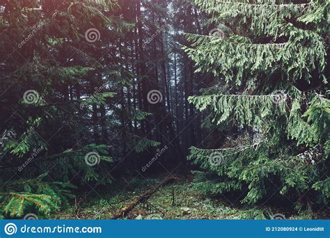 Misty Forest On Mountain Slopes In Sunlight Stock Photo Image Of