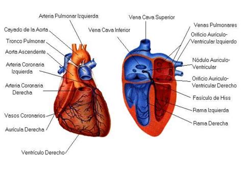 Anatomia Corazón