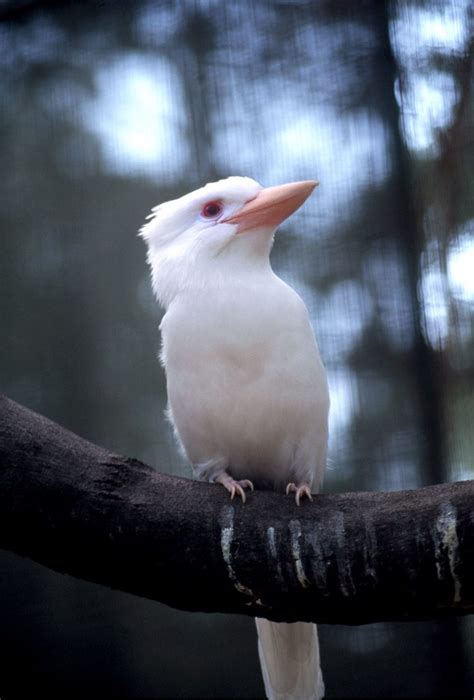 See more of albino animals on facebook. 24 Awesome Photos of Albino Animals