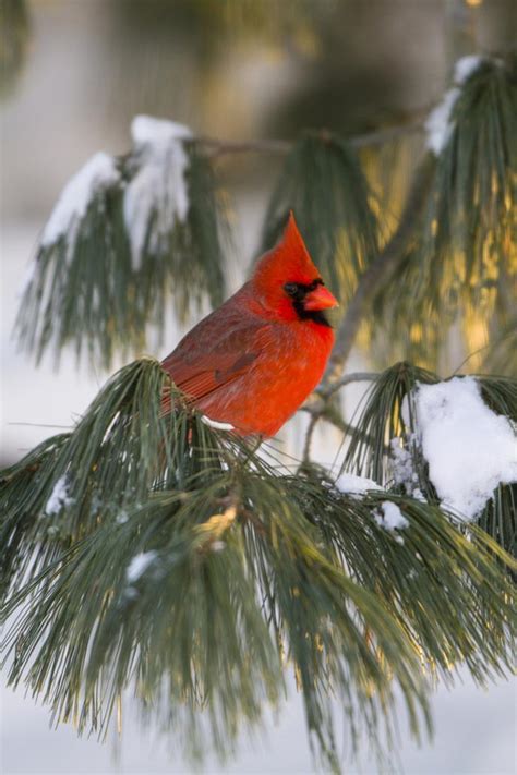 Northern Cardinal Male In White Pine Tree In Winter Marion County