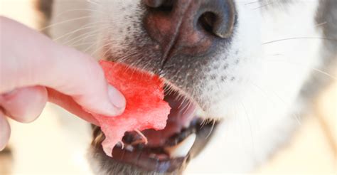 Watermelon rind has higher concentrations of citrulline than the fruit's flesh. Dog Nutrition | Petfinder