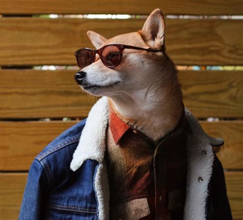 Meet Menswear Dog The Most Stylish Dog In The World