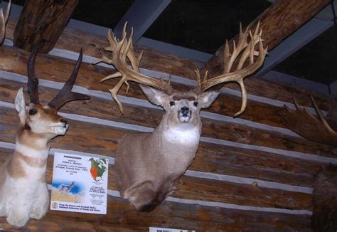 The Top 40 Typical And Nontypical Mule Deer Of All Time