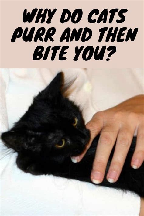 Thus, give them space when they bite, or hiss, even if they are purring at the same time. Mixed Signals: Why Do Cats Purr and Then Bite You? in 2020 ...