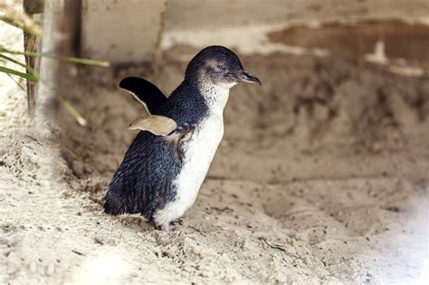 Phillip island penguin parade and wildlife tour. Evening Penguin Parade Tour $105