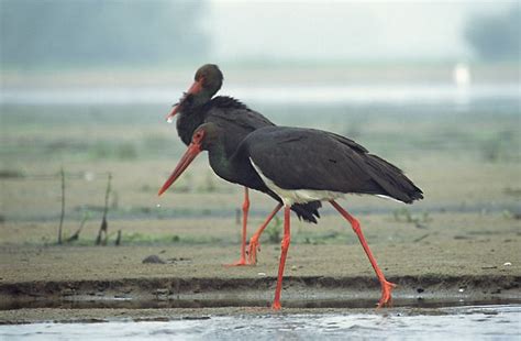 Bird Festival Celebrated In Pong Lake Wildlife Sanctuary The News