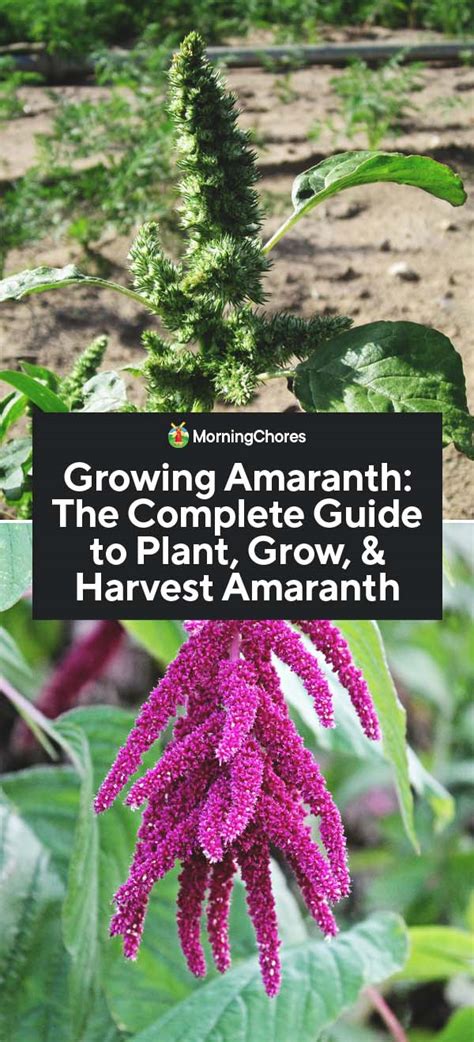 Growing Amaranth The Complete Guide To Plant Grow And Harvest Amaranth