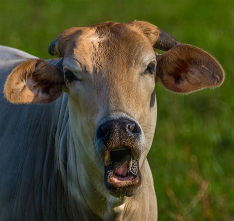 Singing Cow Photograph By Adrian Arceci