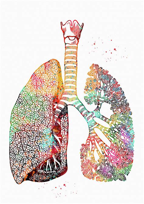 Lungs Art Digital Art By Erzebet S Pixels