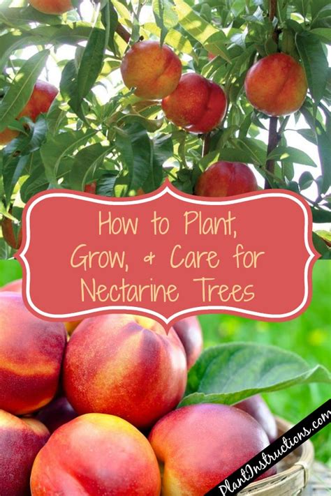 How do you germinate seeds indoors? How to Grow Nectarines in Your Garden - Plant Instructions