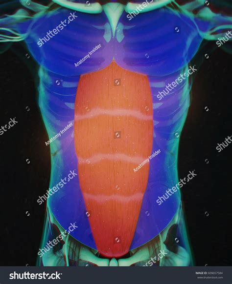 Rectus Abdominus Stomach Muscles Human Anatomy Stock Illustration
