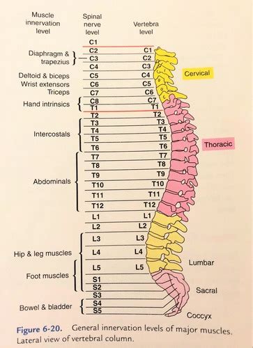 Spinal Nerve Innervations Flashcards Quizlet