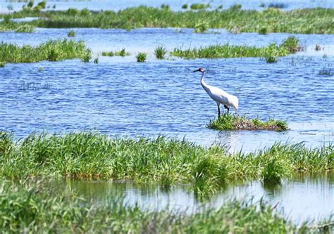 Learn About The Port Aransas Whooping Cranes