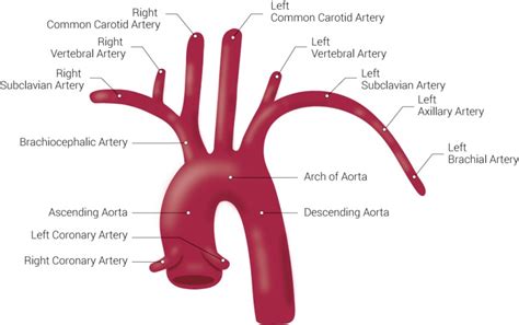 Figure Branches Of The Aorta This Illustration Statpearls