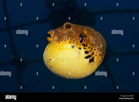 Puffed Up Juvenile Starry Pufferfish Under Water Stock Photo Alamy