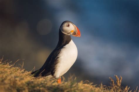 Complete Guide To Photographing Puffins In Iceland Iceland Photo Tours