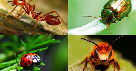 La Extinción De Insectos Podría Ocasionar Un Colapso Mundial La