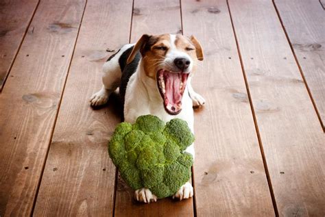 ¿los Perros Pueden Comer Brócoli Y Coliflor Beneficios Y Recomendaciones