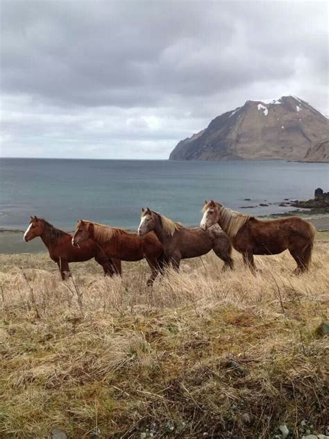 Pin By Lucinda Moller On 1 Unalaska Places To Visit Dream