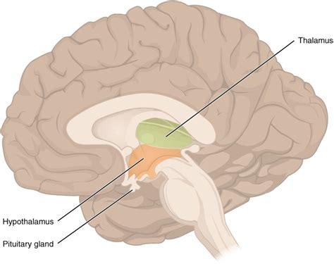 Introduction To The Human Brain Facts Anatomy And Functions Hubpages