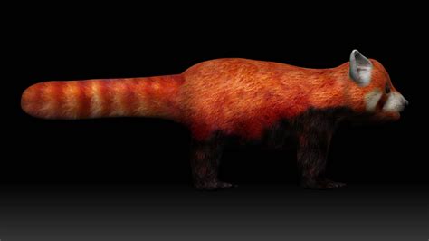 Red Panda 3d Model Rigged And Low Poly Team 3d Yard
