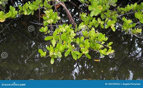 mangrove tree at the anne kolb nature center stock image image of tree north 183109553