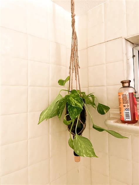 My New Shower Pothos 🤍 I Have Notoriously Killed All Of My Plants But I