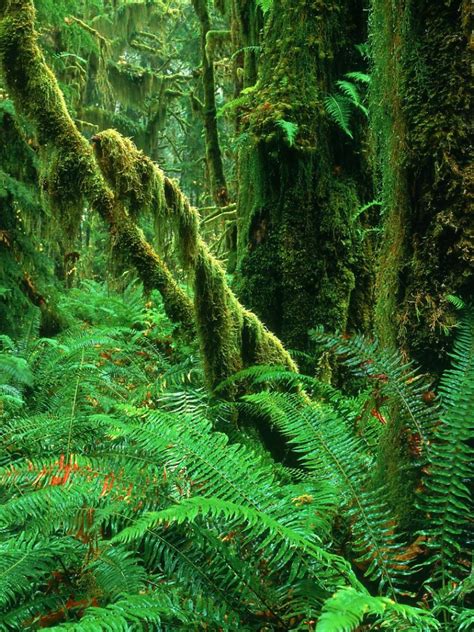 Free Download Hoh Rainforest Wallpaper 301239 1920x1080 For Your