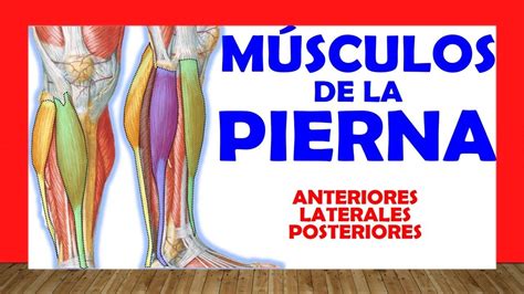 Musculos De La Pierna Nombres Anatomía De Los Músculos De Las Piernas