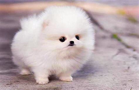 Know This Before Getting Teacup Pomeranian For Adoption