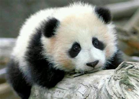 Panda Bear Cub Animals Pinterest