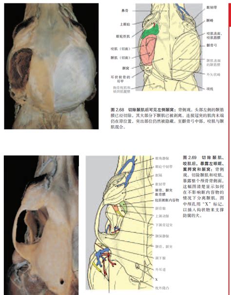 犬猫解剖学彩色图谱（第2版）详情 好兽医学苑 中国兽医继续教育平台