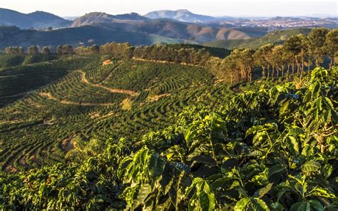 A Comprehensive Guide To Brazilian Coffee Beans Coffee Dusk
